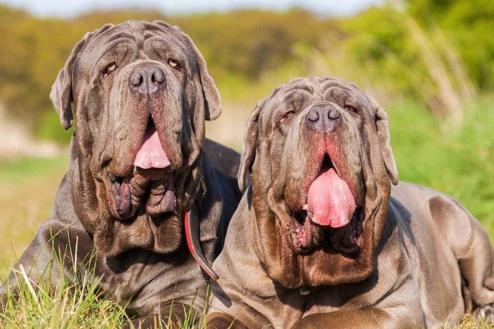 Two brown Neapolitan mastiffs laying in the grass with their tongues out.