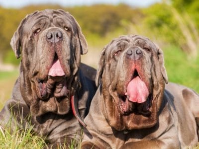 A Mastiff Quiz: Find Out What You Know!