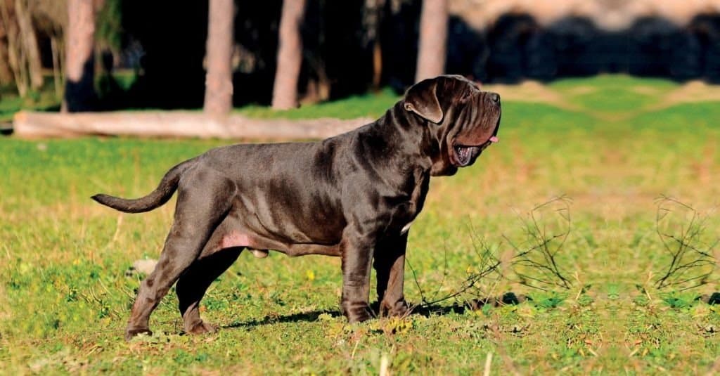 Neapolitan Mastiff standing outdoors