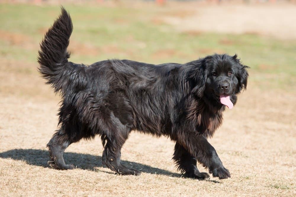 A black Newfoundland walking in the grass with its tongue out.