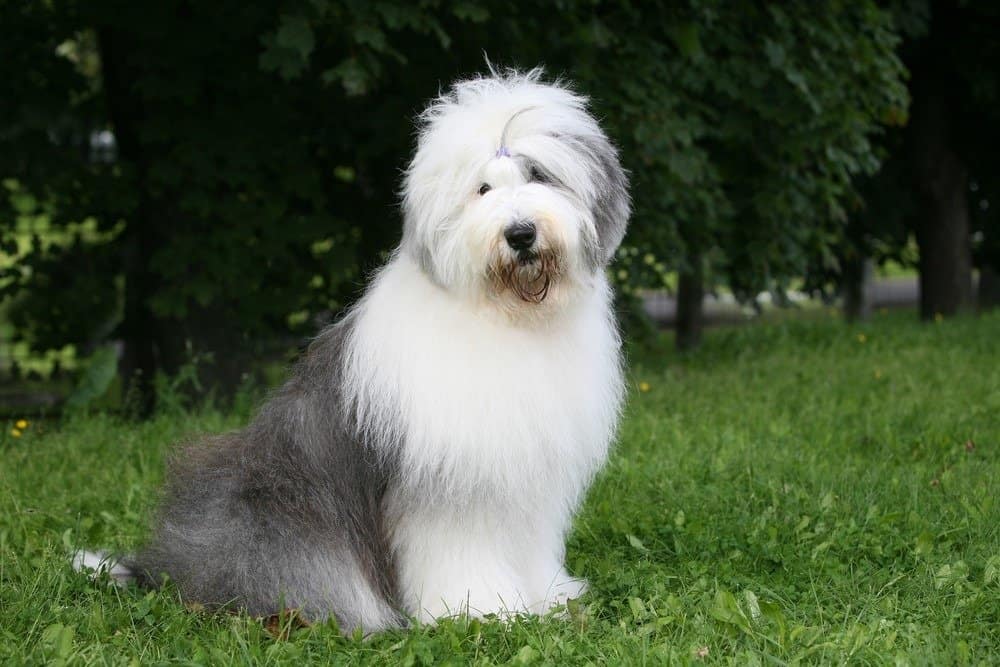 best big dog - Old English Sheepdog