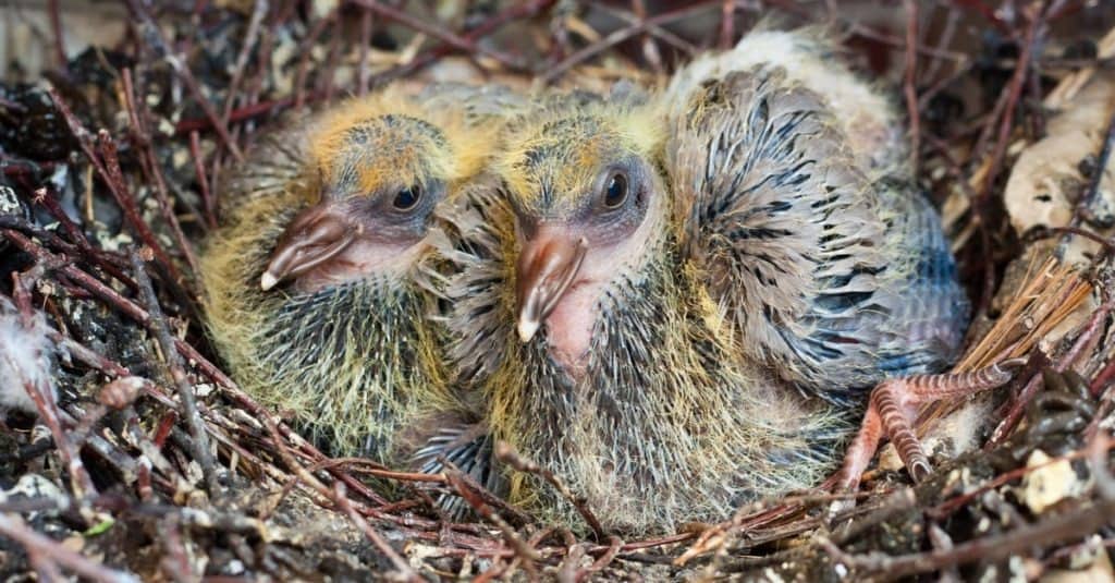 Pigeon fledglings in the nest