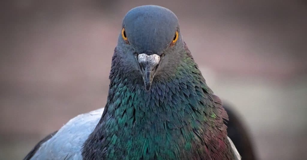 Front view of the face of Rock Pigeon