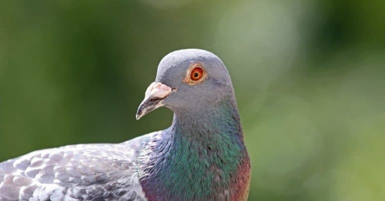 Homing pigeon, racing pigeon or domestic messenger pigeon Latin columba livia domestica closeup taking a break from its long flight on high balcony in spring in Italy