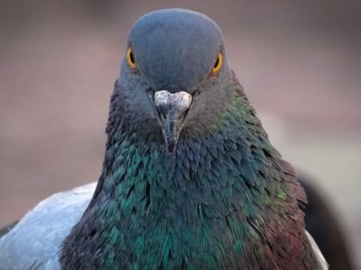 A Pigeon Quiz: Test What You Know!