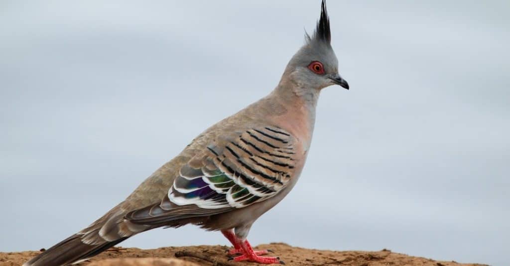 Crested pigeon on a branch