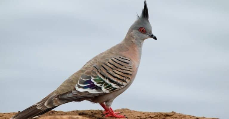 Crested pigeon on a branch