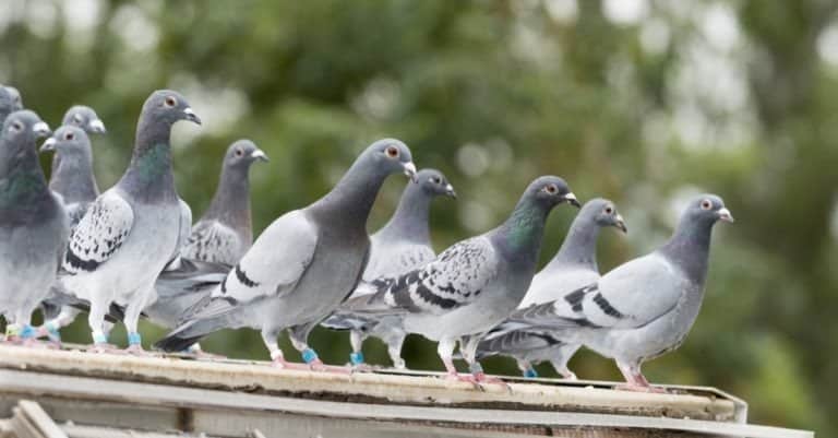Group of messenger pigeons outside of their dovecote