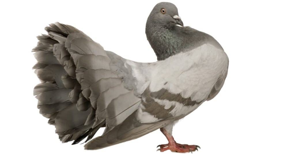 Pigeon isolated on white background