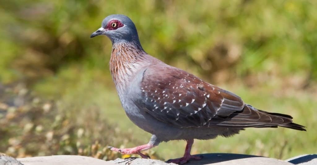 Pigeon Incredible Facts Pictures Az Animals