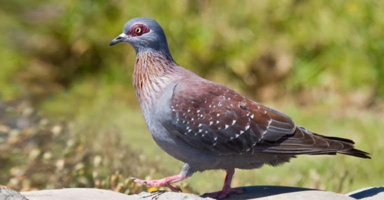 Red Eyed Pigeon walks on a rock to go and eat