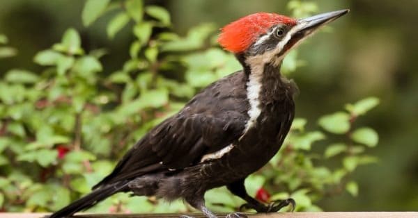 Ivory-Billed Woodpecker vs Pileated Woodpecker: What are the ...