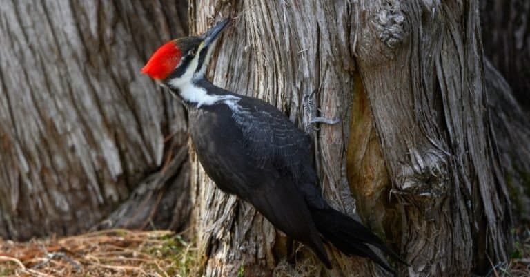 Female Pileated Woodpecker on Tree Trunk in Fall.