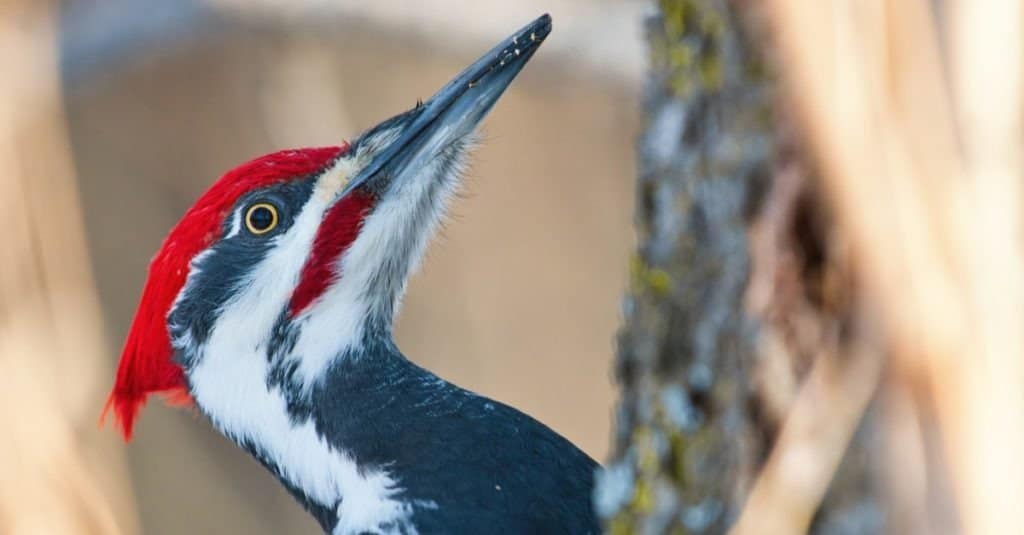 Pileated woodpecker close up portrait