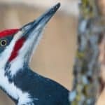 Pileated Woodpecker