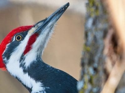 Pileated Woodpecker Picture