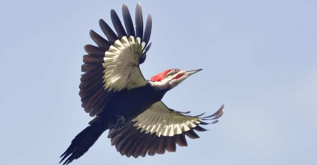 Male Pileated Woodpecker in Flight