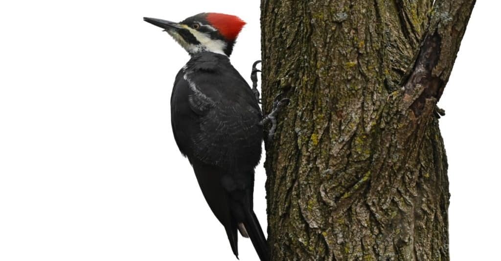 Pileated woodpecker isolated