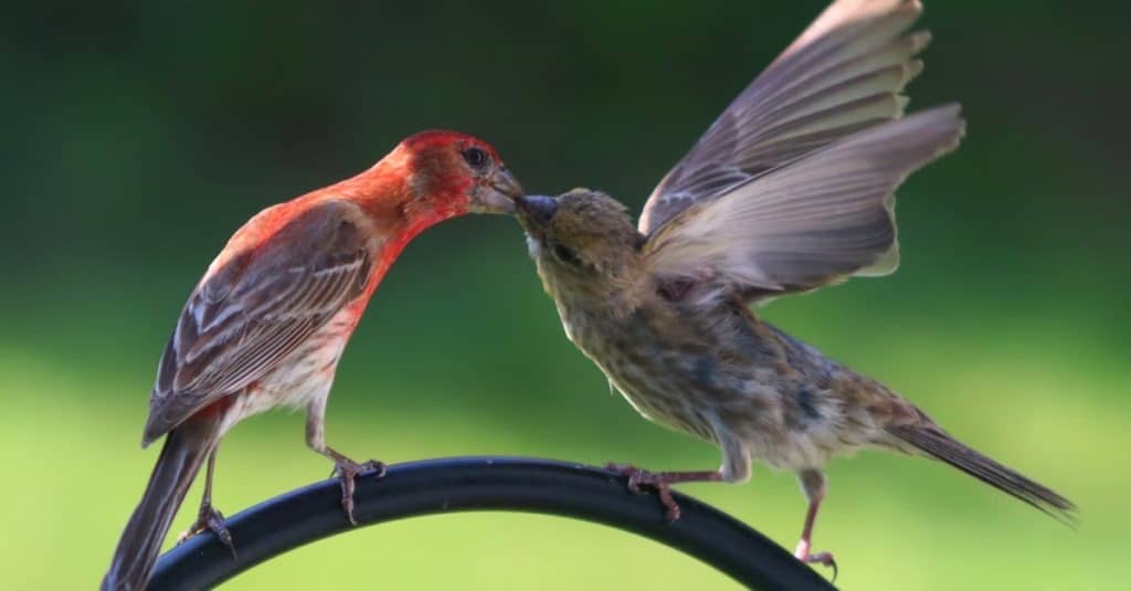 Purple finch feeding fledgling