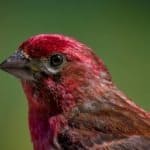 Purple Finch