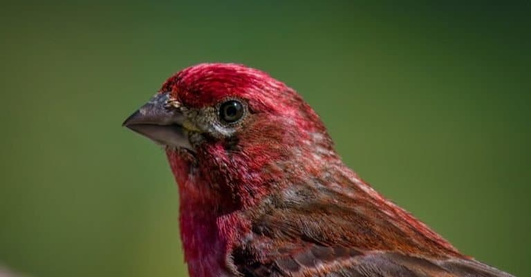 Portrait of a Purple Finch