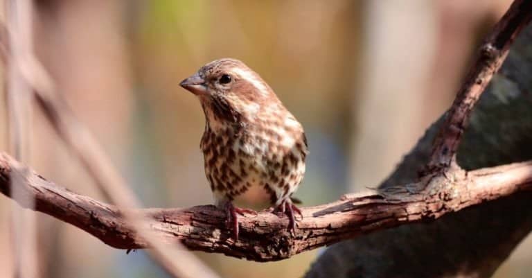 Female purple finch perched on a branch of a tree