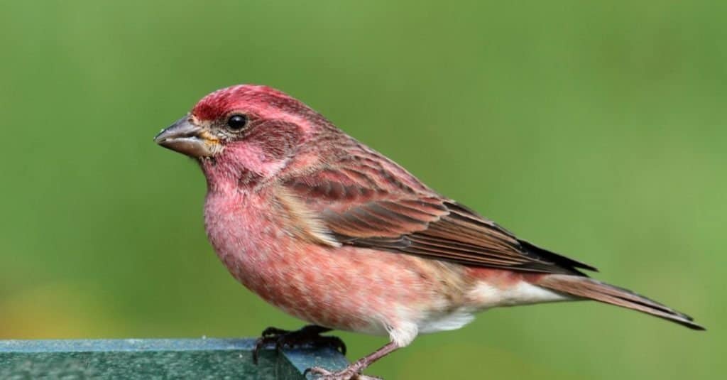 Male Purple Finch perched on a feeder with a green background