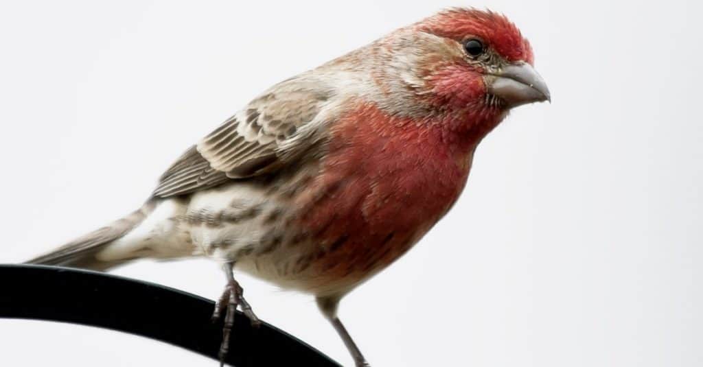 Purple finch on white background