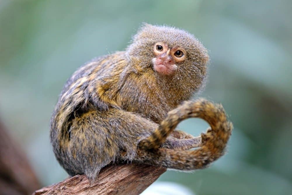 A pygmy marmoset sitting on a tree branch.