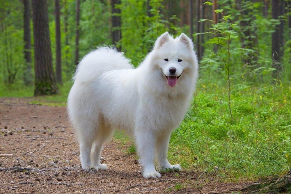 A Samoyed with its tongue out standing in a forest.