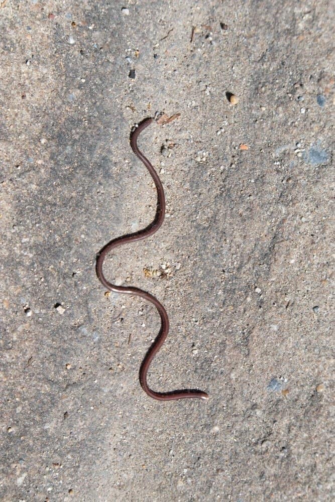 A slender blind snake slithering on a rock.