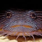 Toadfish