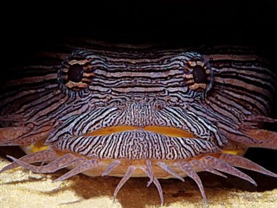 A Toadfish