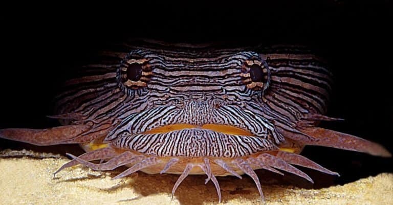 Toadfish on sea bottom
