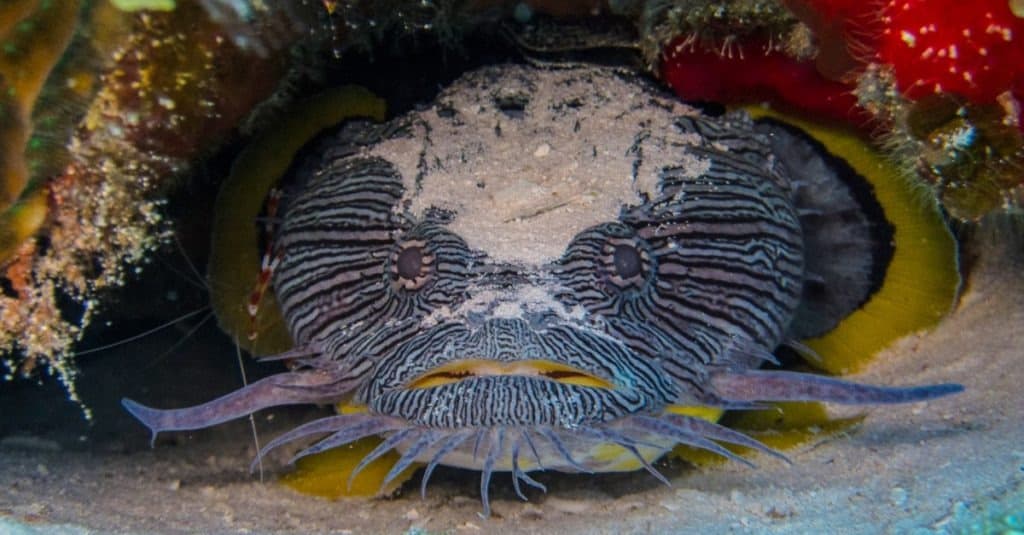 Cá cóc lộng lẫy ở Cozumel, Mexico. Chỉ được tìm thấy trên Đảo Cozumel, loài cá này phát ra tiếng kêu đáng kinh ngạc có thể nghe thấy dưới nước.