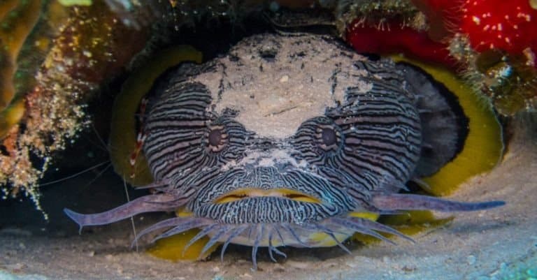 Splendid Toadfish of Cozumel, Mexico. Only found on the Island of Cozumel, this fish puts out an amazing croak that can be heard underwater.
