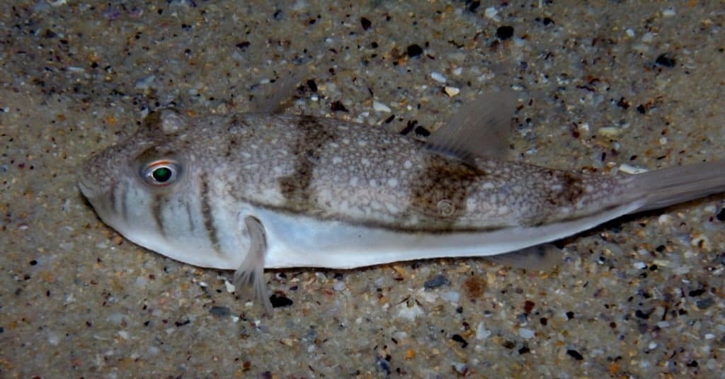Common Toadfish - Tetractenos hamiltoni in Sydney, Australia