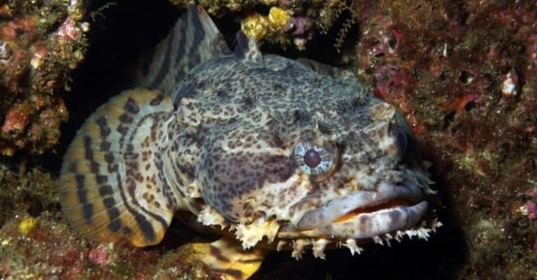 An Oyster Toadfish waits in its lair