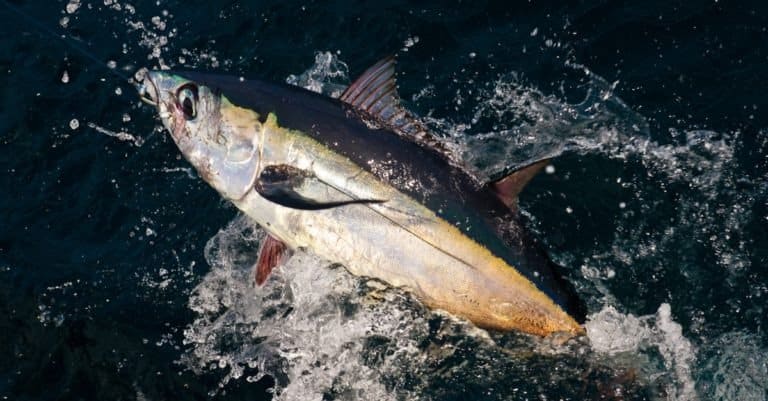 Albacore Tuna being hauled aboard Tuna Longlining Vessel in New Zealand