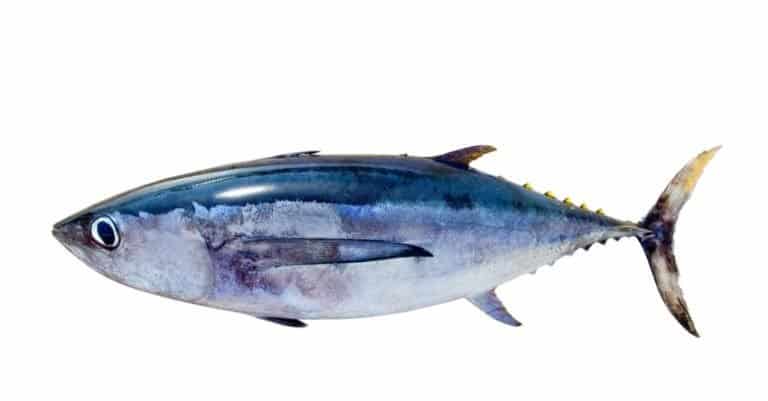 Albacore Tuna Thunnus alalunga fish isolated on white