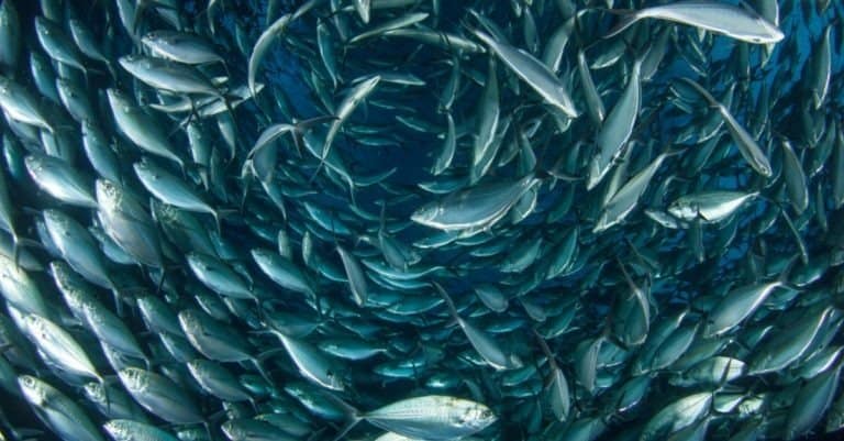 Albacore Tuna fish in a school underwater