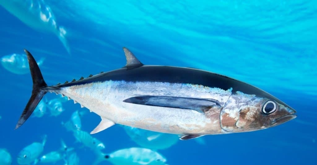 Albacore tuna fish, Thunnus alalunga underwater in the cean