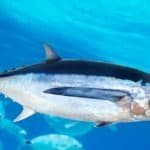 Albacore