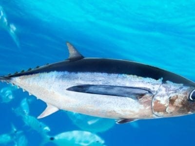 Albacore tuna fish, Thunnus alalunga underwater in the cean
