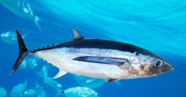 Skipjack Tuna vs Albacore Tuna: 6 Key Differences - A-Z Animals