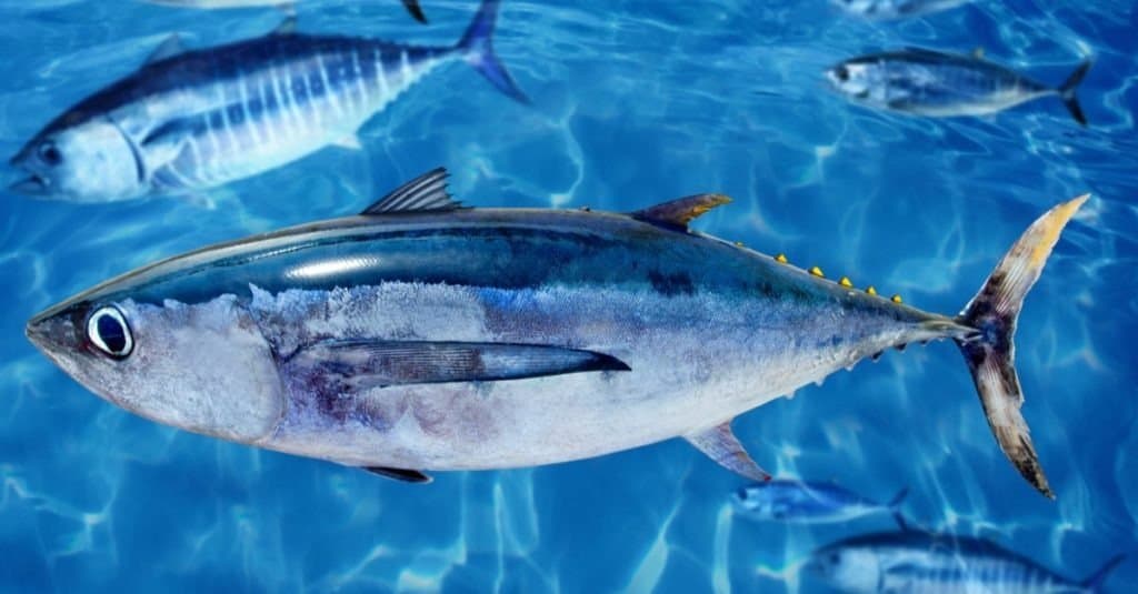 Albacore Tuna, Thunnus alalunga, between bluefin tuna school
