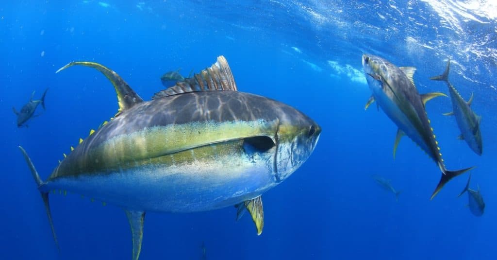 Yellowfin Tuna - Incredible Facts, Pictures - A-Z Animals