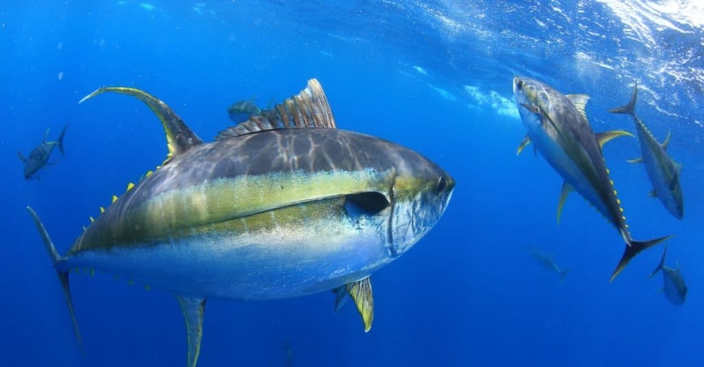 Yellowfin tuna out in the open ocean in crystal clear blue water