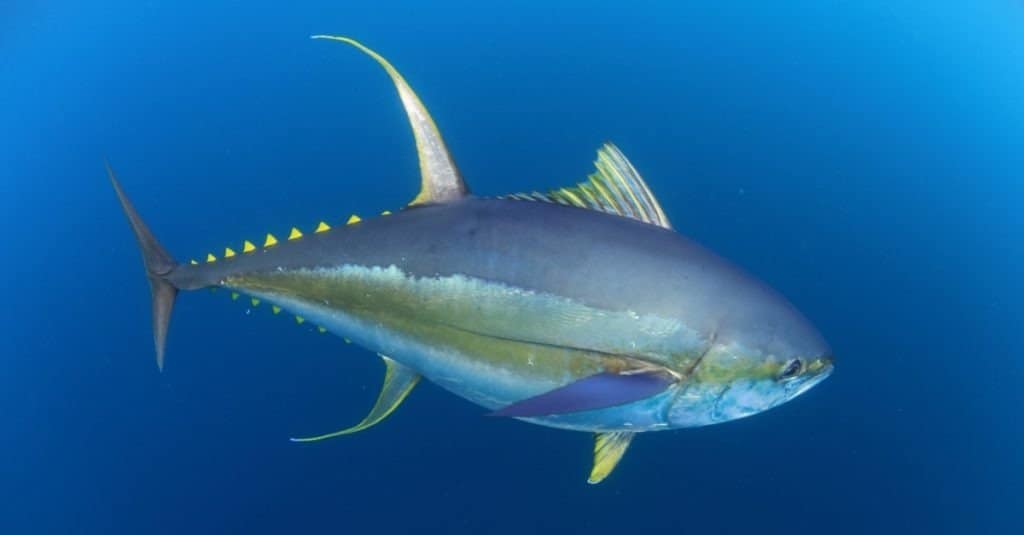 Yellowfin tuna out in the open ocean in crystal clear blue water