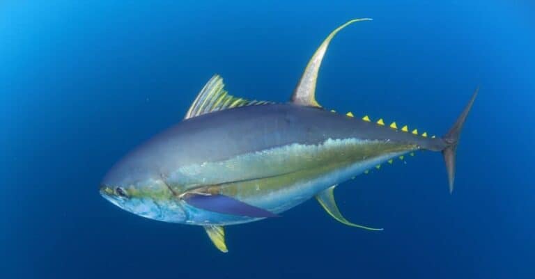 Yellowfin tuna out in the open ocean in crystal clear blue water